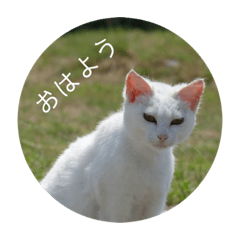 [LINEスタンプ] ネコとあいさつ 1