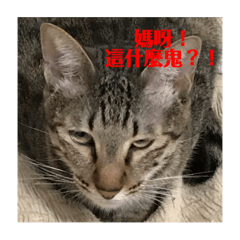 [LINEスタンプ] まゆこのねこ fetchpriority=high