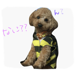 [LINEスタンプ] トイプードルのれお