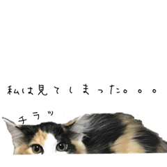 [LINEスタンプ] 三毛猫くーちゃんPart2