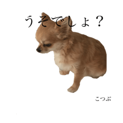 [LINEスタンプ] 私がこつぶ 2