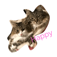 [LINEスタンプ] メインクーンのバーリー 