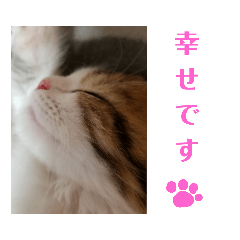 [LINEスタンプ] 猫のまいまい-日常編- 
