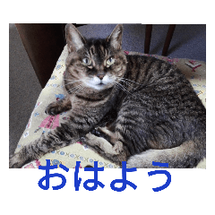 [LINEスタンプ] 我が家の猫チャッピーちゃん 