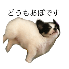 [LINEスタンプ] 鹿内アポ