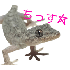 [LINEスタンプ] ヤモリのすたんぷ2 -girly-