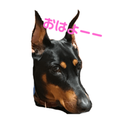 [LINEスタンプ] ドーベルマンHannah