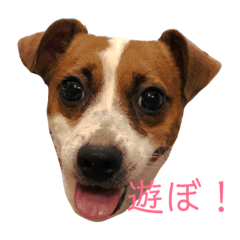 [LINEスタンプ] キョンシー ジャックラッセル 