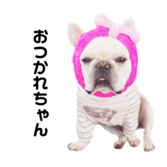 [LINEスタンプ] フレンチブルドッグのれおんぶぅさん