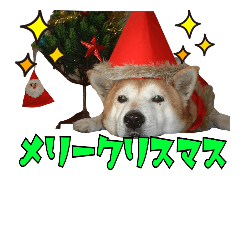 [LINEスタンプ] 柴犬とトイプードルのクリスマス＆お正月の画像（メイン）