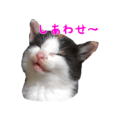 [LINEスタンプ] エルとサキ 