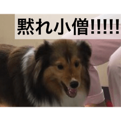 [LINEスタンプ] ゆずです 