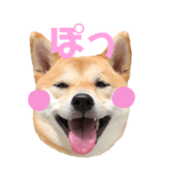 [LINEスタンプ] 柴犬はっぱの日常