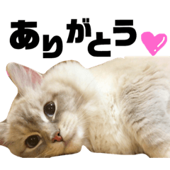 [LINEスタンプ] ふわもこの日常