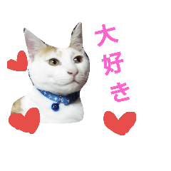[LINEスタンプ] シロップにゃん 