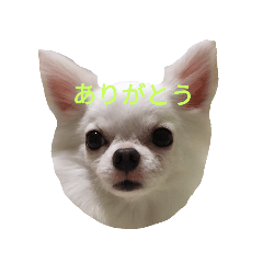 [LINEスタンプ] チワワのぼく②