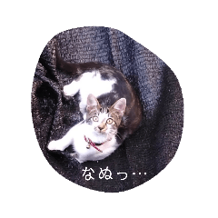 [LINEスタンプ] 【そらスタンプ】