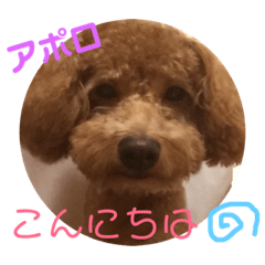 [LINEスタンプ] トイプー  アポロⅢ