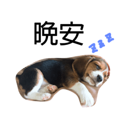 [LINEスタンプ] ジョン トヨダの毎日中国語