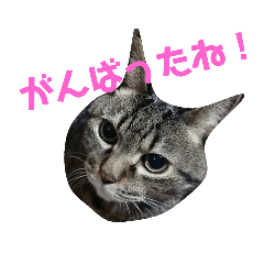 [LINEスタンプ] ダックスその他の愉快な仲間たちの日常14