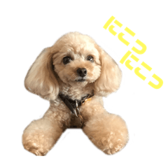[LINEスタンプ] アイドル犬・エソラくん（喜怒哀楽Ver.）