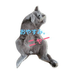 [LINEスタンプ] 歴代の猫たち