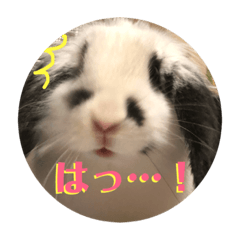 [LINEスタンプ] うさぎのモウちゃん。 