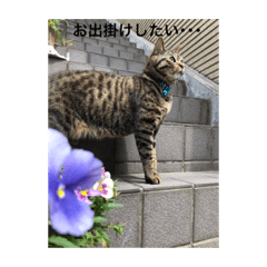 [LINEスタンプ] うちの愛猫   空と銀 