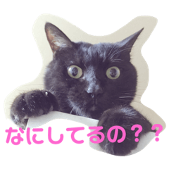 [LINEスタンプ] 森下家(他)の猫スタンプ 