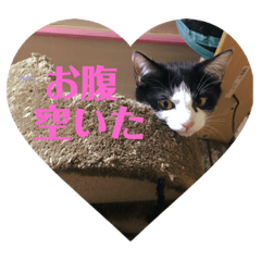 [LINEスタンプ] 【愛猫】チロルちゃんスタンプ化 