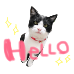 [LINEスタンプ] うちのハチワレ猫