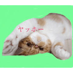 [LINEスタンプ] ぶちゃかわこまり第3号