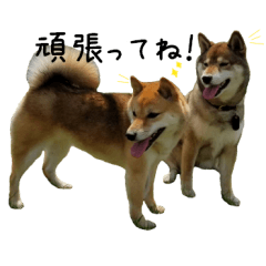 [LINEスタンプ] 柴犬こなつとむぎ 