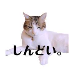 [LINEスタンプ] 猫のしらたまくんwithおむすび＆うに 