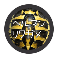 [LINEスタンプ] ヘルマンリクガメ  リクガメのココタロウ