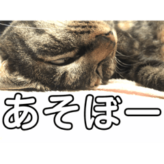 [LINEスタンプ] やまやけにゃんず 