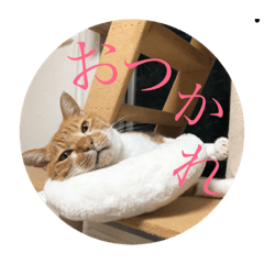 [LINEスタンプ] 茶白猫の歌舞乃助