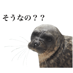 [LINEスタンプ] アザラシの発言3