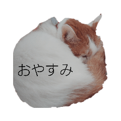 [LINEスタンプ] 猫のべる 