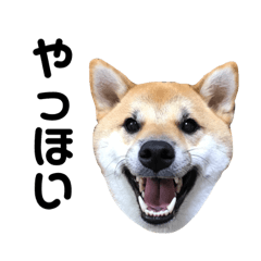 [LINEスタンプ] 柴犬のヤマト-photo- 