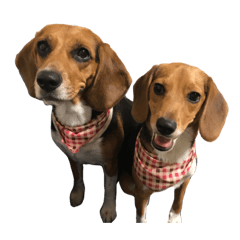 [LINEスタンプ] ビーグル犬きなことくるみ 