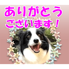 [LINEスタンプ] ボーダーコリーの日常会話