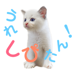 [LINEスタンプ] しぴぱふおばちゃん1