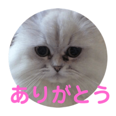 [LINEスタンプ] チンチラシルバー☆ジェシーちゃん