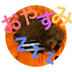[LINEスタンプ] 愛犬トイプードルのぽんず