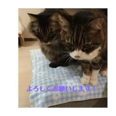 [LINEスタンプ] 猫スタンプjackie 