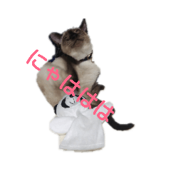 [LINEスタンプ] カッツェにしやがれ その③