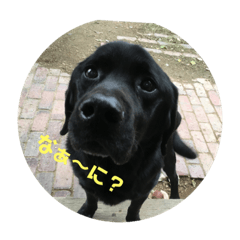 [LINEスタンプ] 保護犬  『じゃんじゃん』 