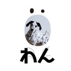 [LINEスタンプ] ダルメシアン  セナのお気楽な日常 