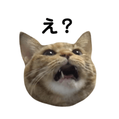 [LINEスタンプ] グリ＆おこげ  トラ猫と黒猫のスタンプ